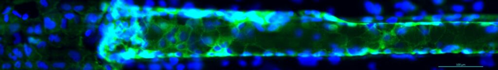 Engineered microvessel stained for ZO-1 (green) and counterstained for nuclei (blue).