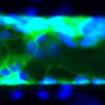 Engineered microvessel stained for ZO-1 (green) and counterstained for nuclei (blue).
