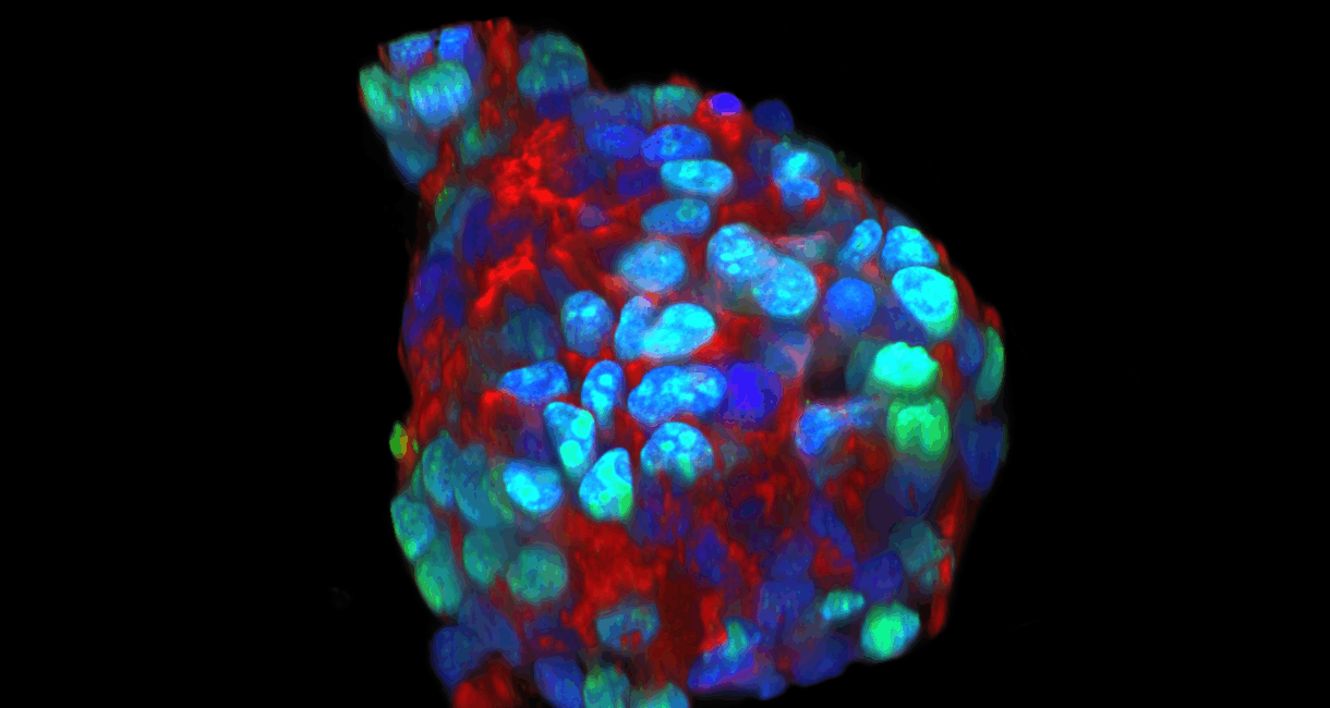 MULTIMODCORRELATiVE_RAINER-spheroid_RGB_8_MODIFICATO